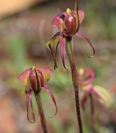 Chiloglottis formicifera Ant  Orchid 007.JPG